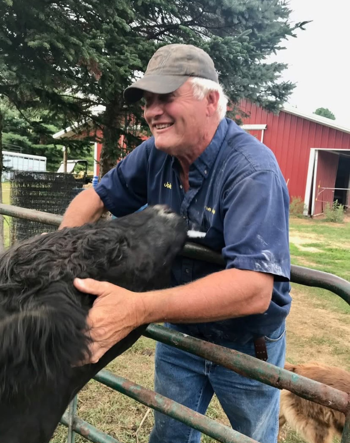 John Hamm, President of Wisconsin River Meats, smiling while interacting with a black cow beside a farm gate.